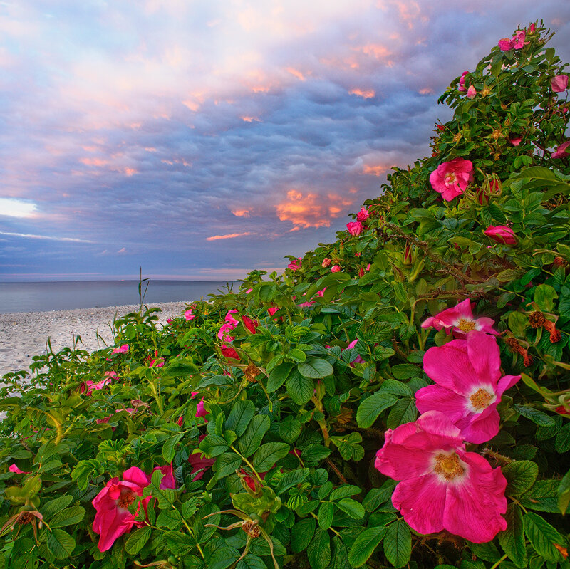 Pink Roses on Beach