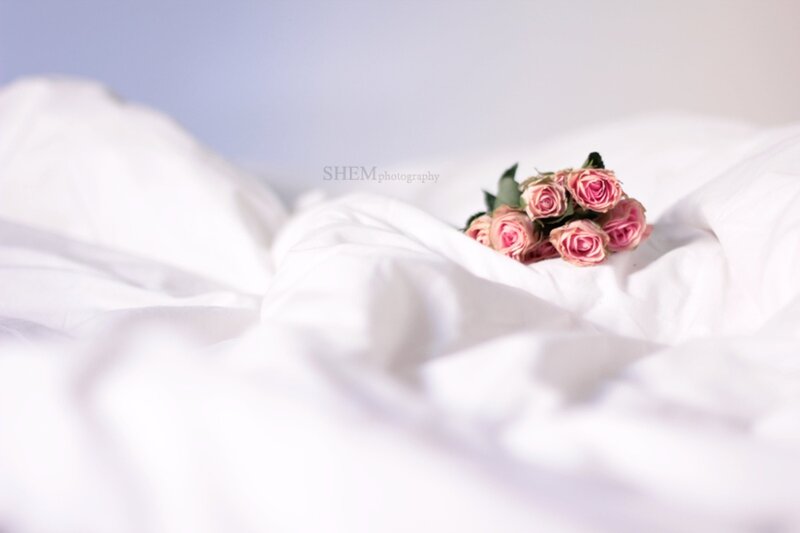 Pink Roses on Bed — White