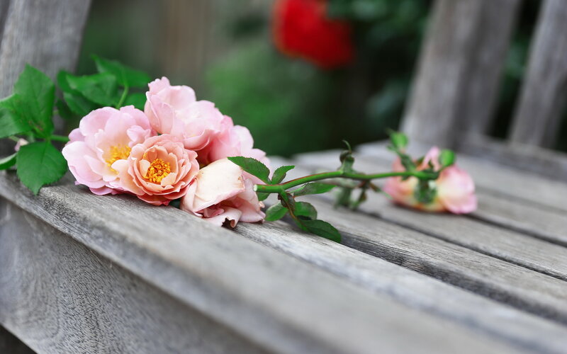 Pink Roses on Bench