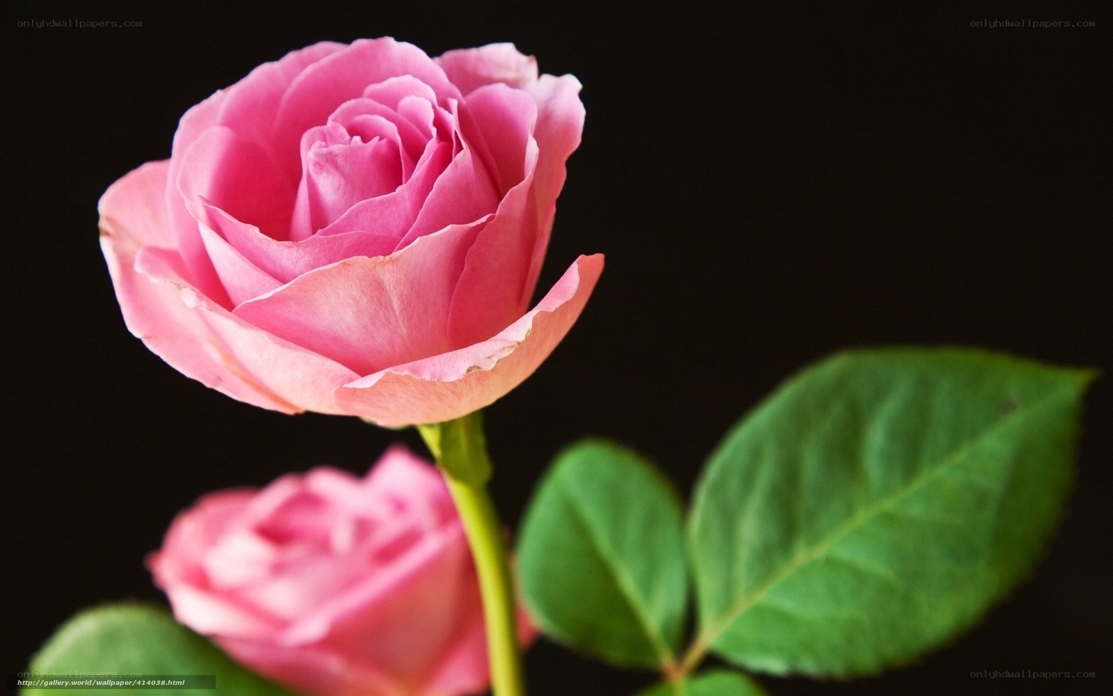 Pink roses on black background