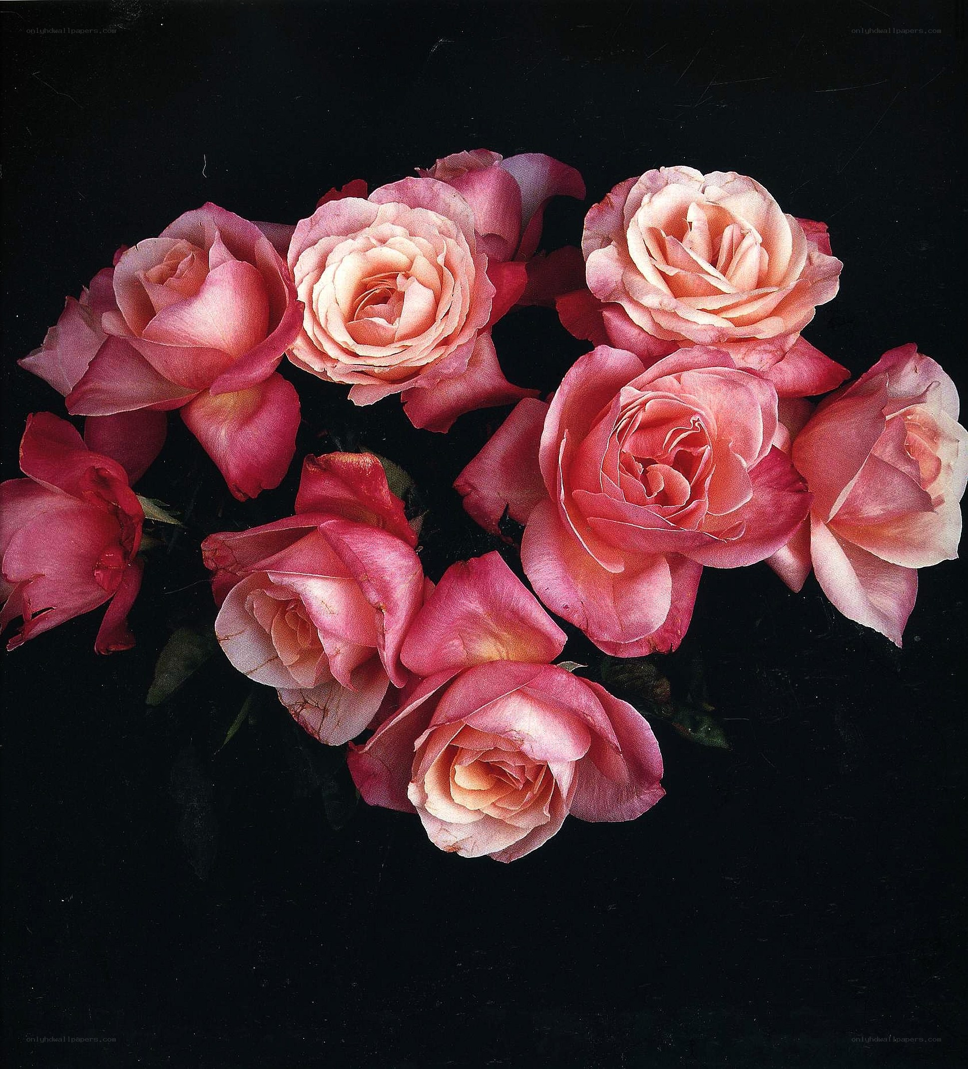 Pink roses on black background