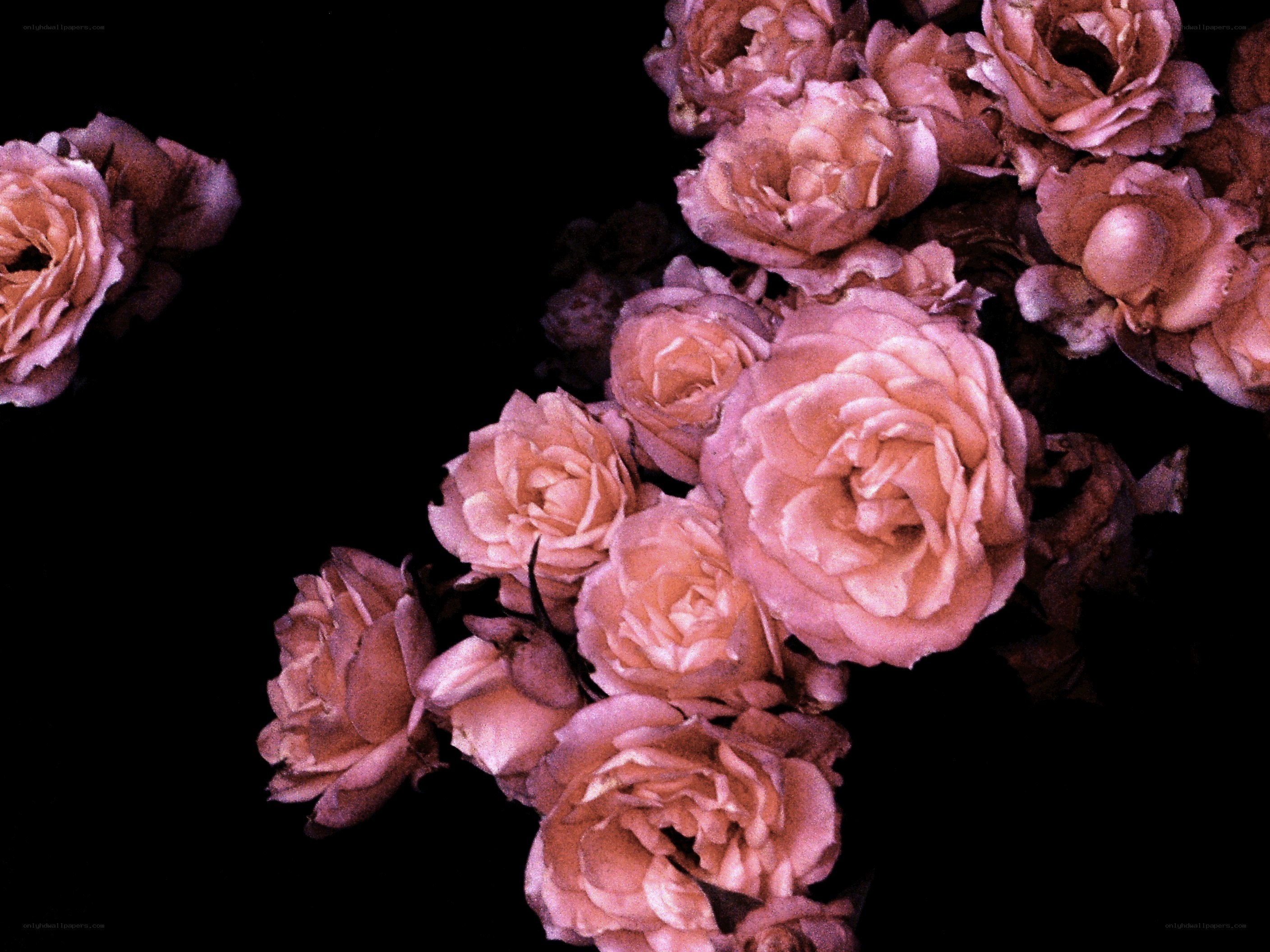 Pink roses on black background
