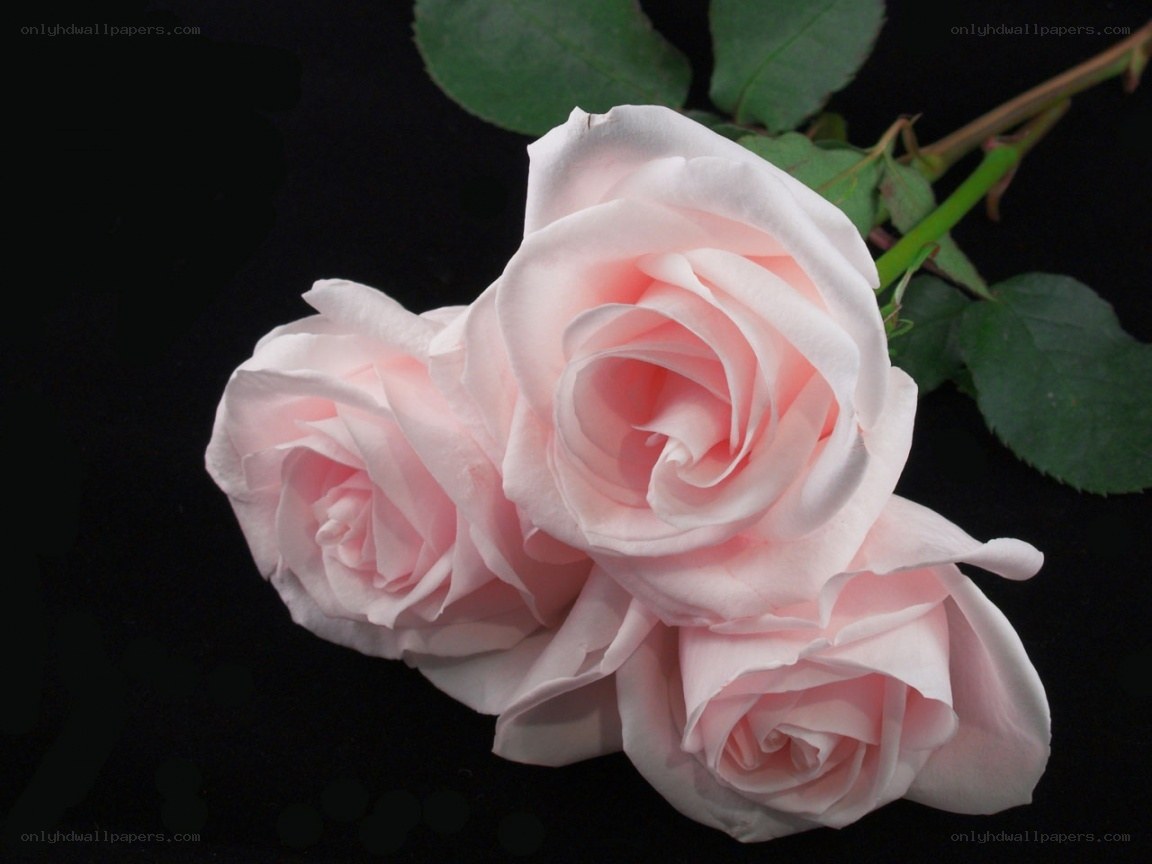 Pink roses on black background