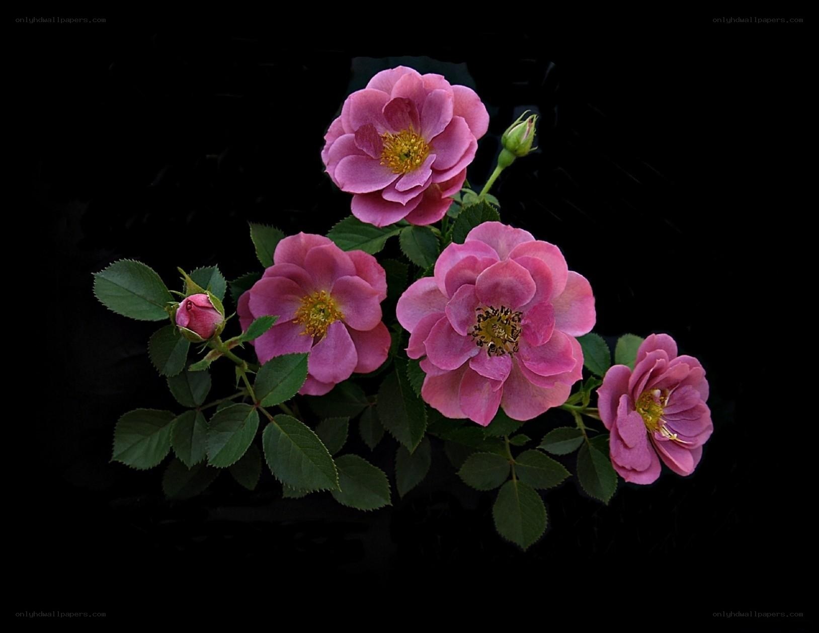 Pink roses on black background