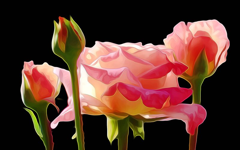 Pink Roses on Black — Dramatic, Digital Art