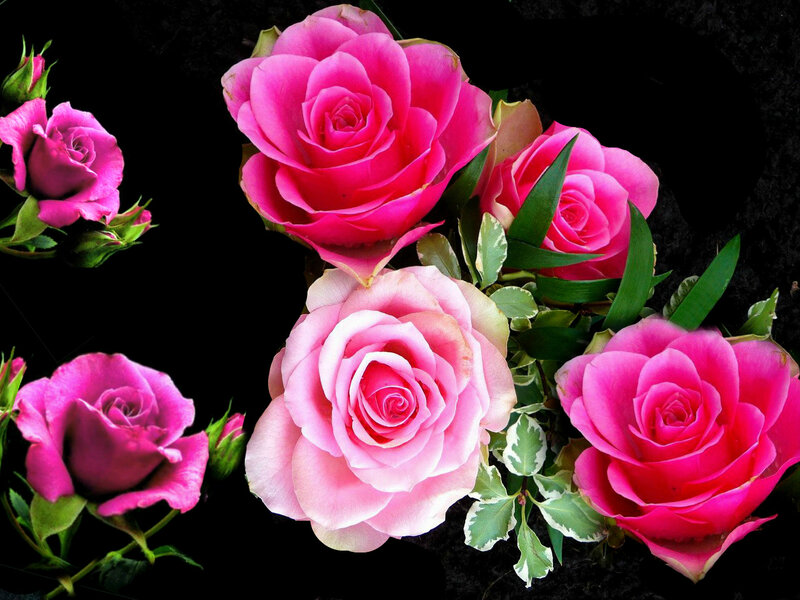 Pink Roses on Black — Dramatic, Photograph, Flowers, Leaves