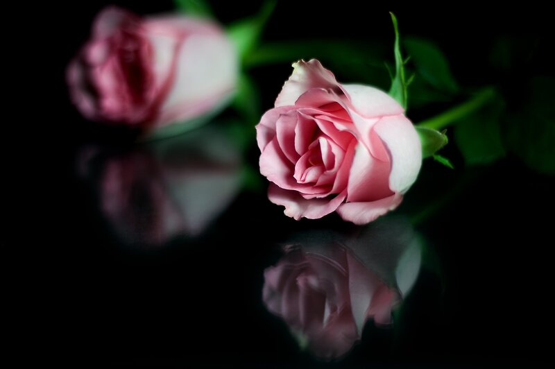 Pink Roses on Black — Dramatic, Photograph, Flowers