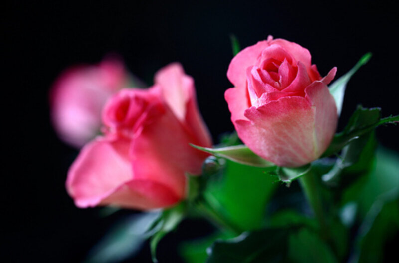 Pink Roses on Black — Dramatic, Photograph, Green Leaves