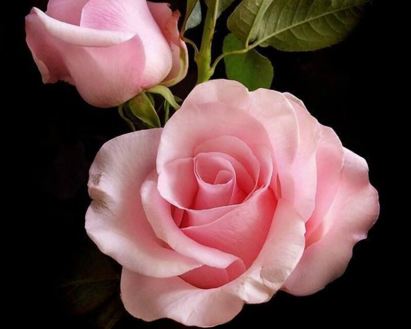 Pink Roses on Black — Dramatic, Photograph, Leaves