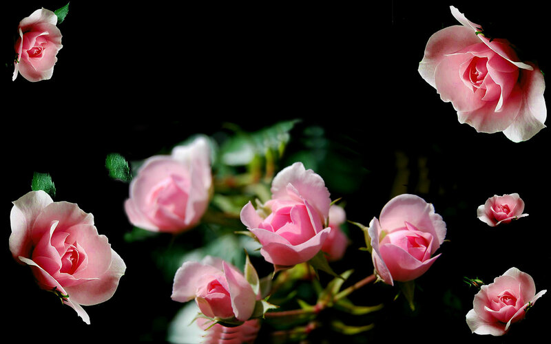 Pink Roses on Black — Dramatic, Photograph