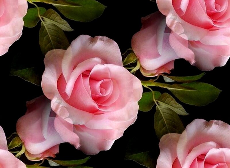 Pink Roses on Black — Serene