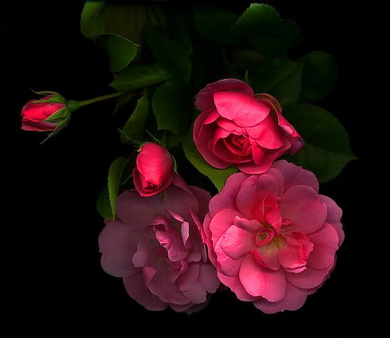Pink Roses on Black