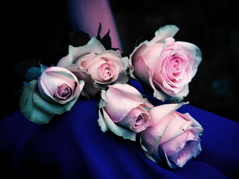 Pink Roses on Blue Fabric — Dramatic