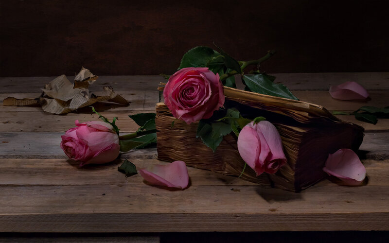 Pink Roses on Book — Dramatic