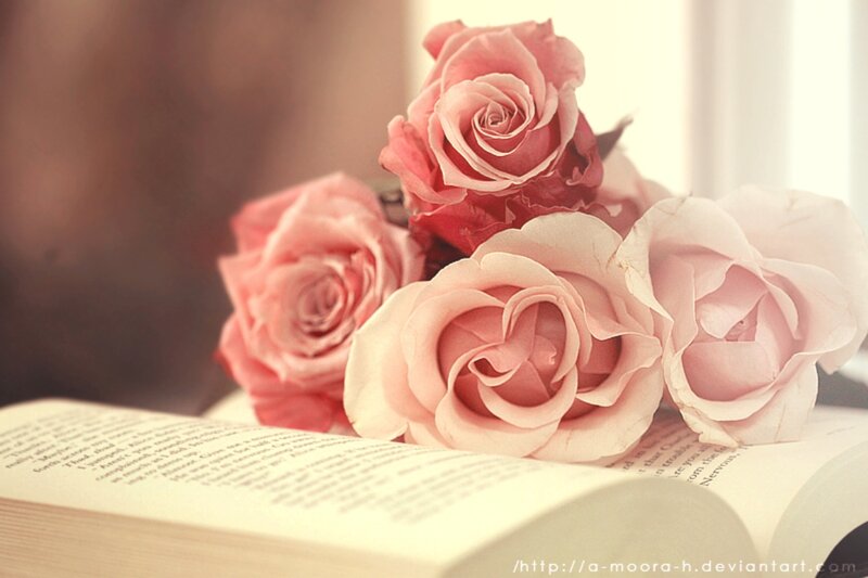 Pink Roses on Book — Serene, Morning, Photograph