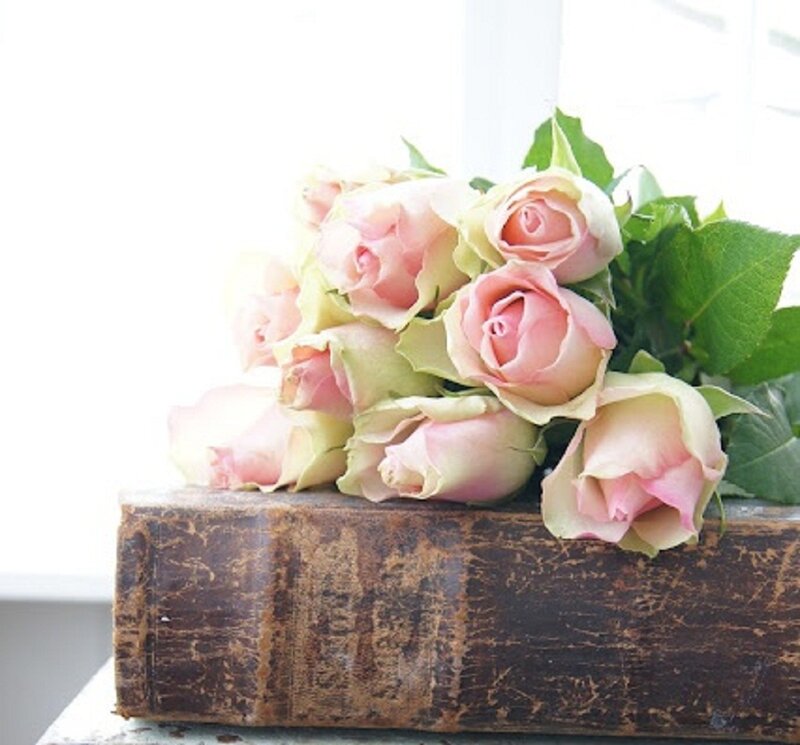 Pink Roses on Book — Serene, Morning