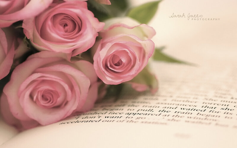 Pink Roses on Book — Serene, Photograph