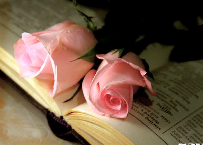 Pink Roses on Book — Serene
