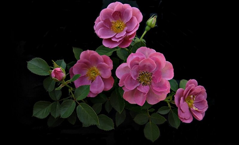 Pink Roses on Branch — Dramatic, Photograph