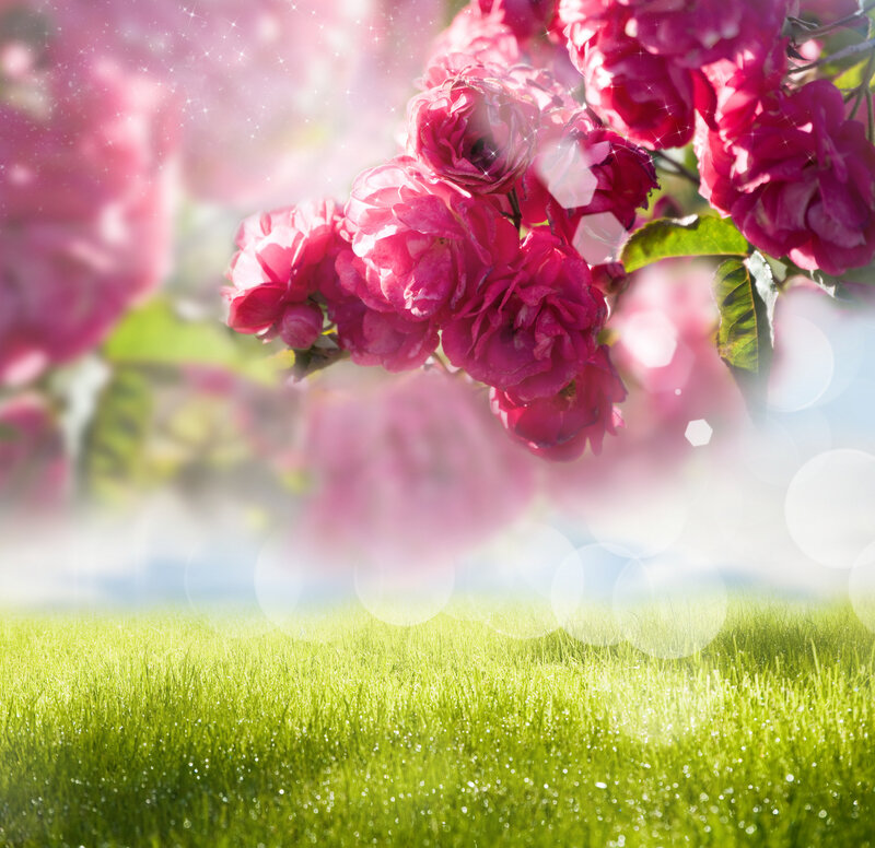 Pink Roses on Branch — Serene, Morning