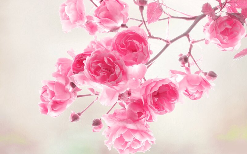 Pink Roses on Branch — Serene, Spring, Photograph, Flowers, Buds