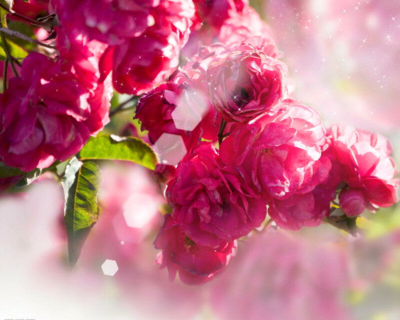 Pink Roses on Branch — Serene, Spring, Photograph