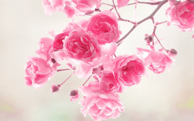 Pink Roses on Branch — Serene, Spring