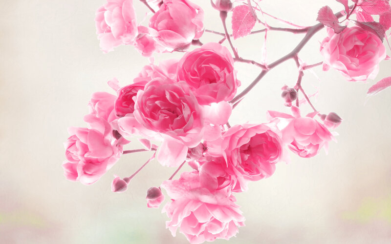 Pink Roses on Branch — Serene