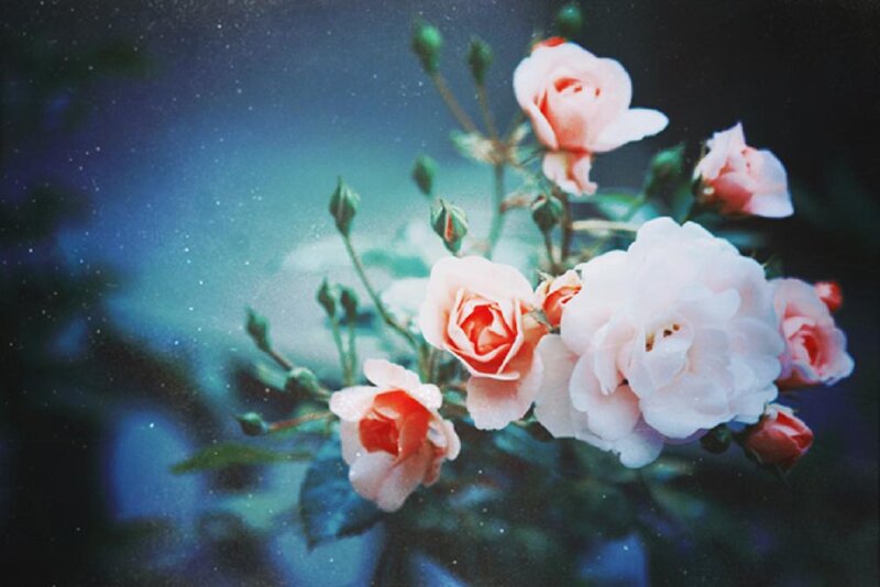 Pink Roses on Branch — White