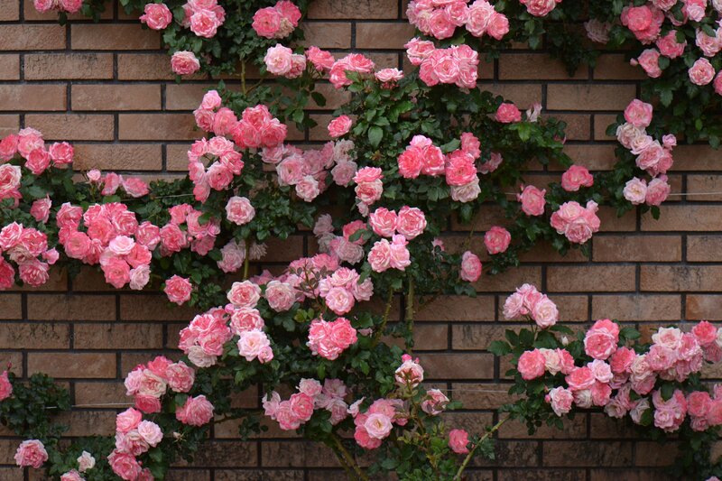 Pink Roses on Brick Wall — Calm, Photograph