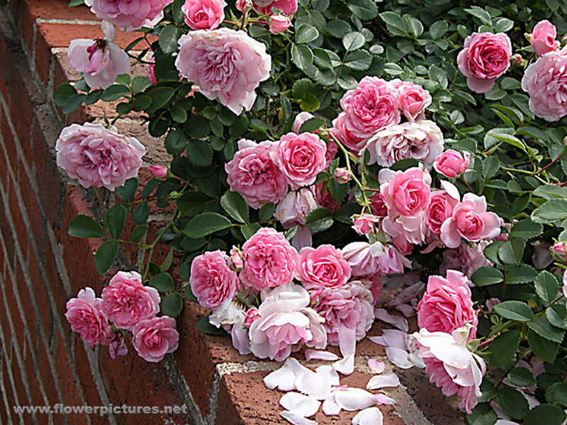 Pink Roses on Brick Wall — Calm