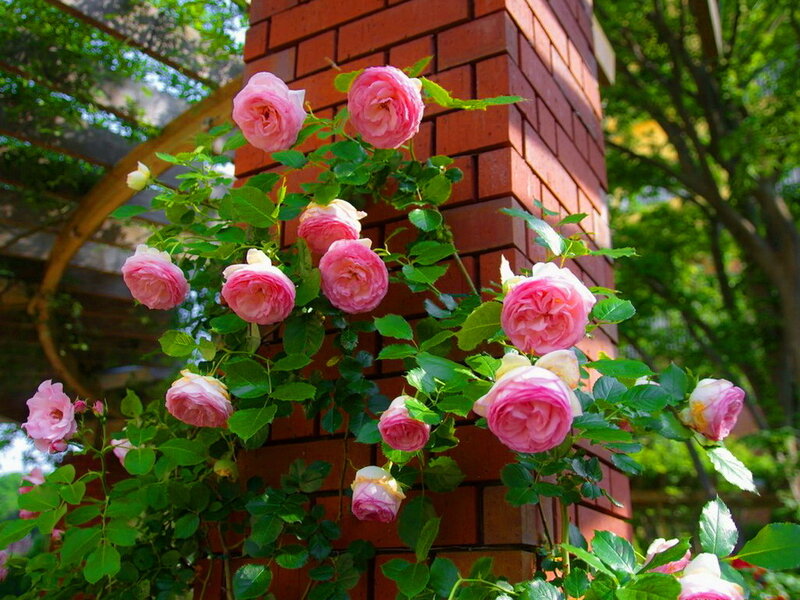 Pink Roses on Brick Wall — Serene