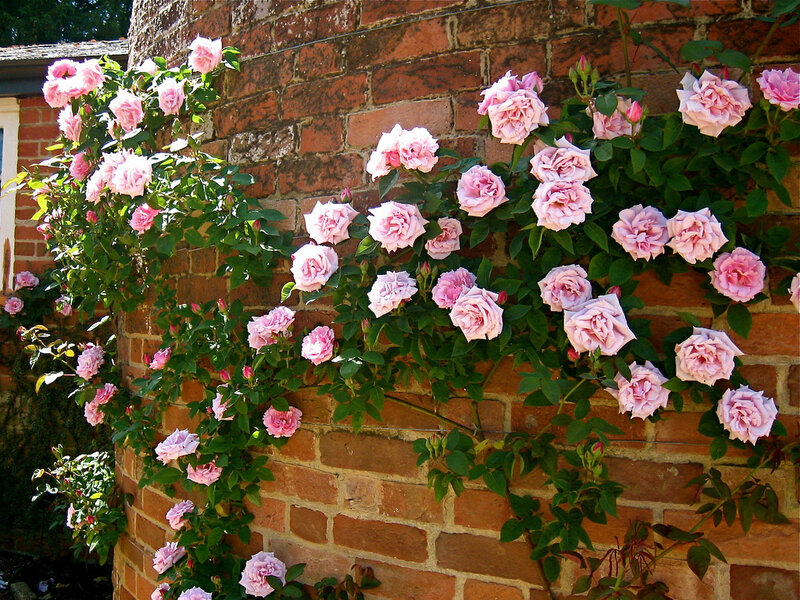 Pink Roses on Brick Wall