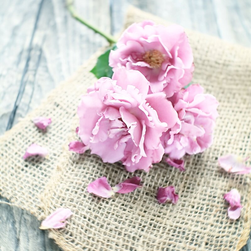 Pink Roses on Burlap