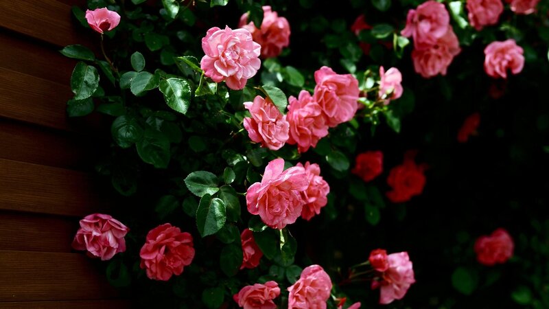 Pink Roses on Bush — Afternoon