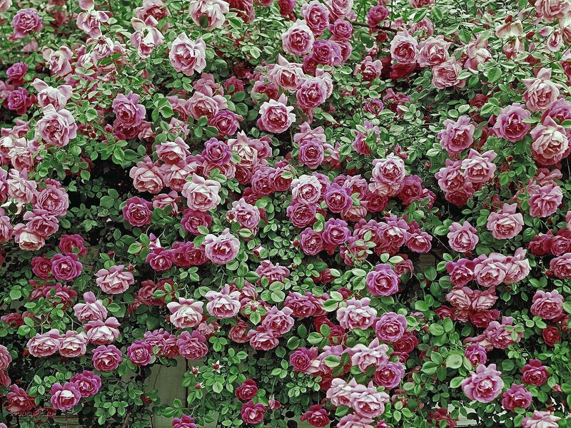 Pink Roses on Bush — Blooming