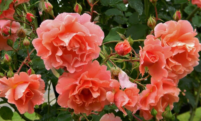 Pink Roses on Bush — Calm, Afternoon, Photograph, Buds, Leaves