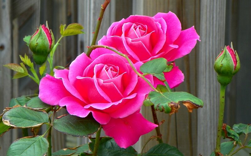 Pink Roses on Bush — Calm, Afternoon, Photograph, Buds