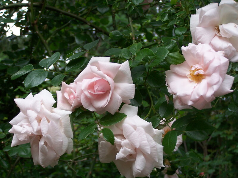 Pink Roses on Bush — Calm, Afternoon, Photograph, Flowers
