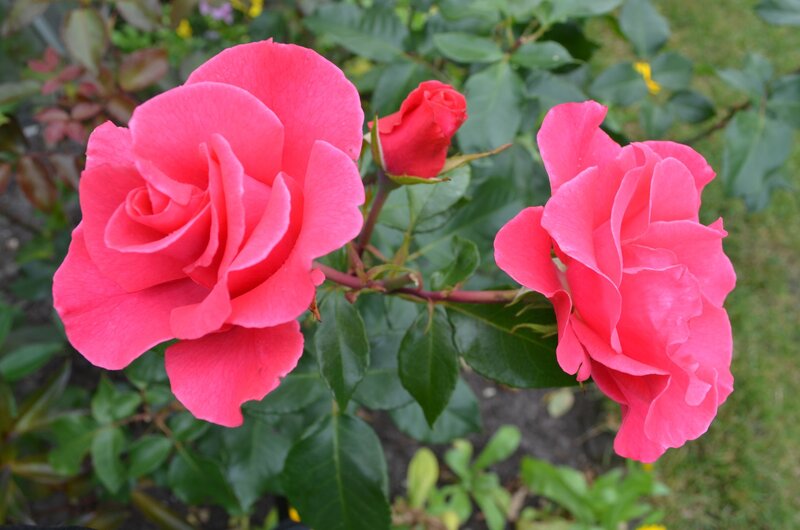 Pink Roses on Bush — Calm, Afternoon, Photograph, Leaves