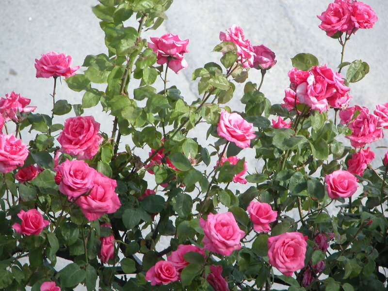 Pink Roses on Bush — Calm, Afternoon