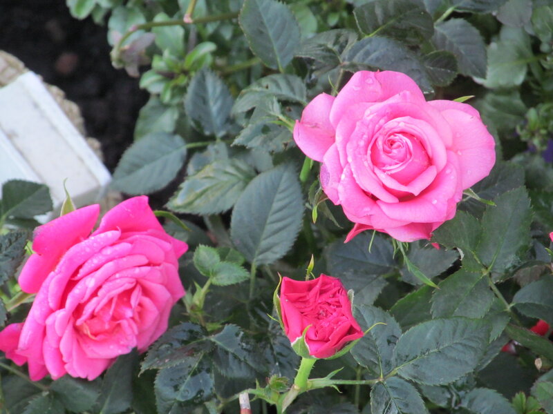 Pink Roses on Bush — Calm, Morning