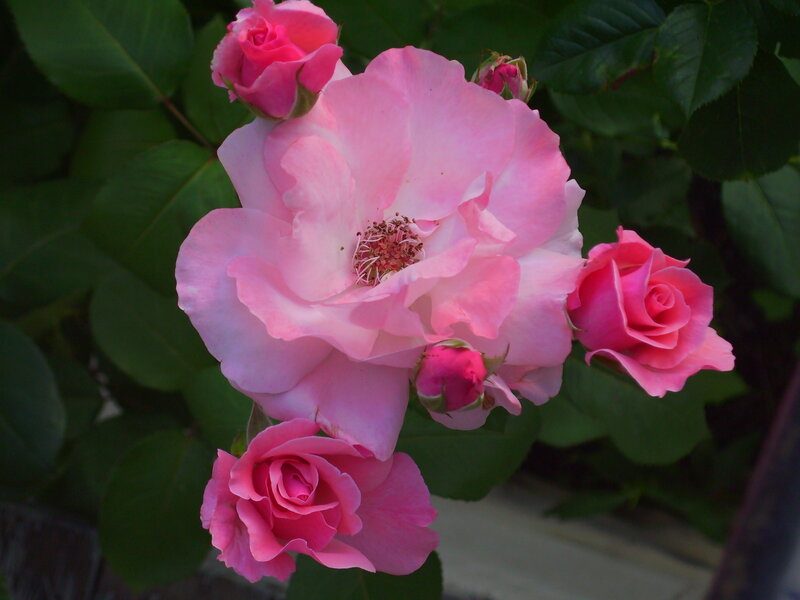 Pink Roses on Bush — Calm, Photograph, Buds, Leaves