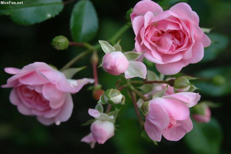 Pink Roses on Bush — Calm, Photograph, Buds