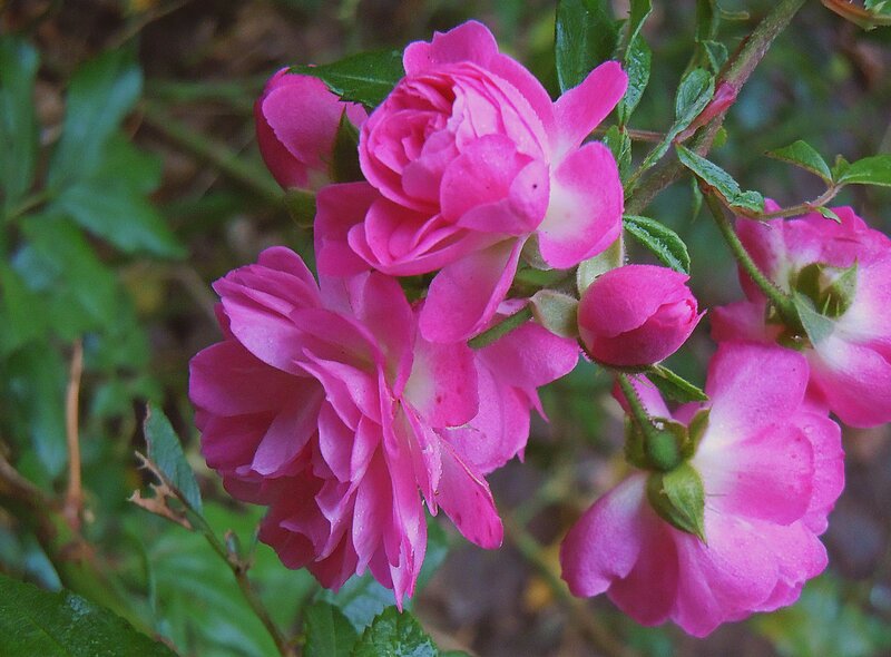 Pink Roses on Bush — Calm, Photograph, Flowers, Leaves