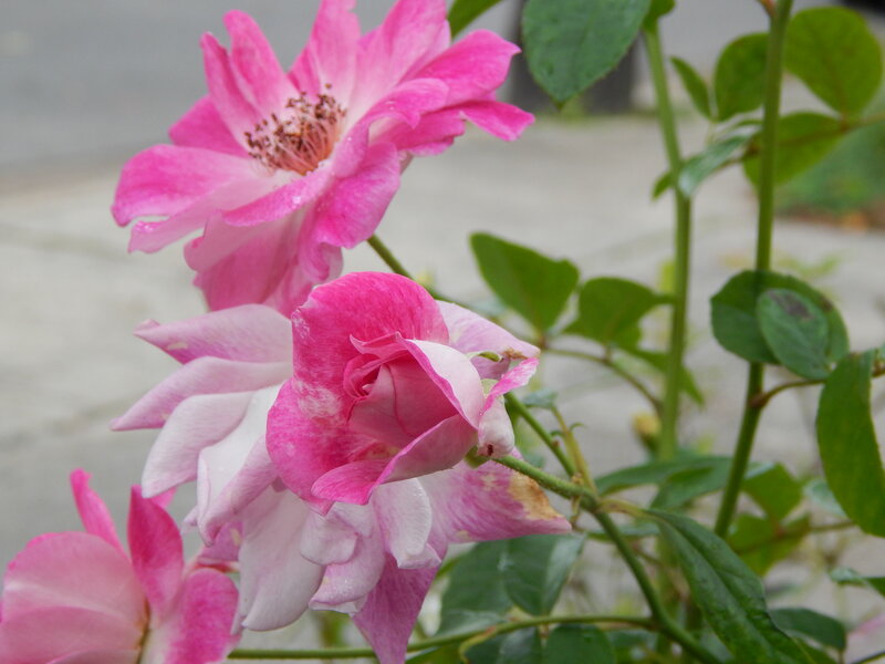 Pink Roses on Bush — Calm, Photograph, Green Leaves