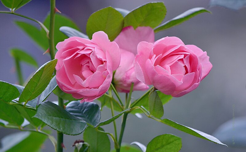 Pink Roses on Bush — Calm, Photograph, Leaves, Thorns