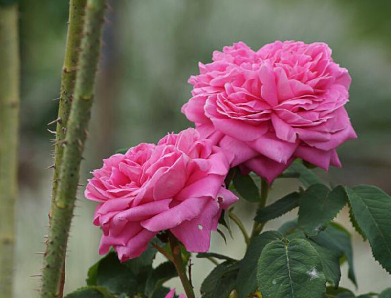 Pink Roses on Bush — Calm, Photograph, Rose