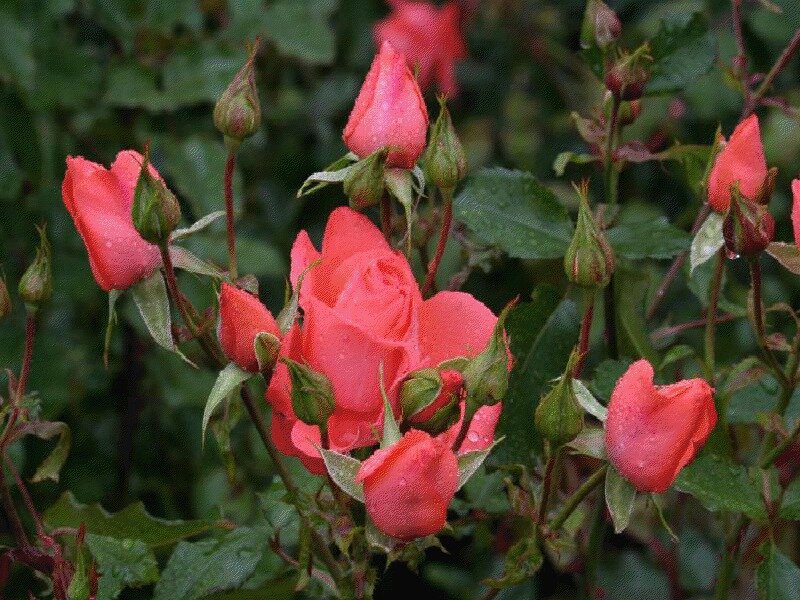 Pink Roses on Bush — Calm, Photograph