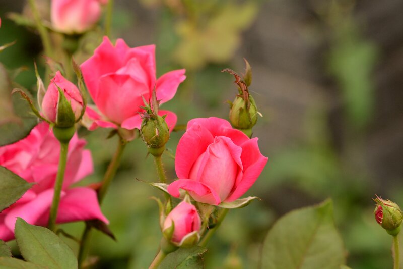Pink Roses on Bush — Calm, Spring, Photograph, Buds, Leaves, Stems